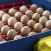 Borotto Real 49 automatische broedmachine - Afbeelding 3
