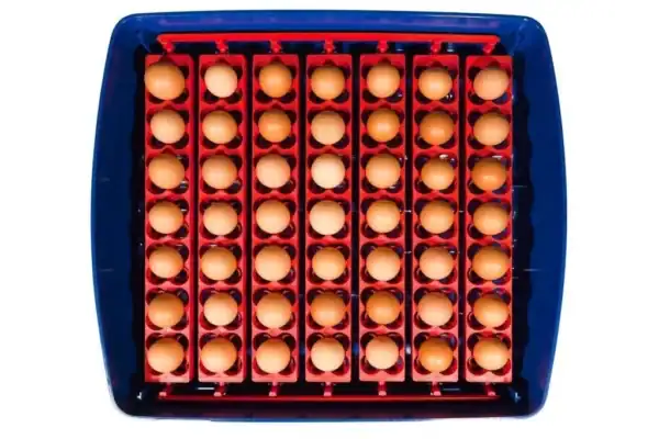 Borotto Real 49 Broedmachine Vol Automaat (Expert) - Afbeelding 2